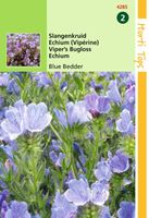 Echium Plantagineum Blue Bedder - Hortitops
