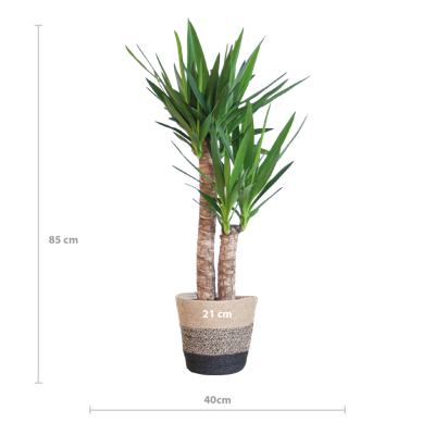 Yucca Elephantipes met Mand Lissabon zwart - 90cm - Ø21