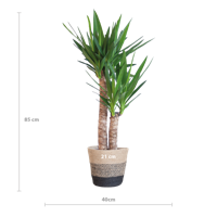 Yucca Elephantipes met Mand Lissabon zwart - 90cm - Ø21
