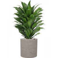 Plant in Pot Dracaena Fragrans Compacta 60 cm kamerplant in Rough Grey Washed 20 cm bloempot - thumbnail