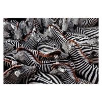 Clementoni legpuzzel national geographics - zebra, 1000st.