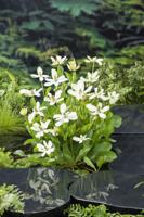 Water anemoon / Anemopsis californica