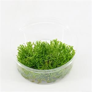 Riccia fluitans mos - 3 stuks - aquarium plant