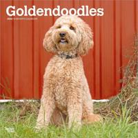 Goldendoodle Kalender 2026