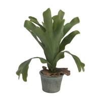 Hertshoorn in pot 35 cm kunstplant - Buitengewoon de boet