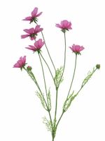 Cosmos Orion pink 92cm - thumbnail