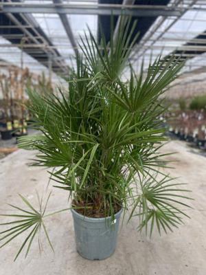 Chamaerops humilis 25 liter pot - Oosterik home