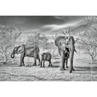 Fotobehang - Elephant Family 384x260cm - Vliesbehang - thumbnail