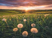 Ravensburger Puzzel 500 stukjes Paardenbloemen bij zonsondergang - thumbnail