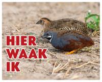 Chinese Dwergkwartel Waakbord - Hier Waak Ik