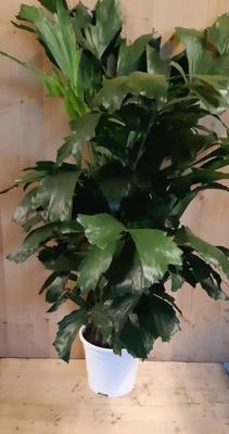 Caryota Zachte vinnetjespalm 70 cm hoog kamerplant - Warentuin natuurlijk
