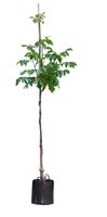 Walnotenboom Broadview Juglans r. Broadview h 275 cm st. omtrek 7 cm - Warentuin Natuurlijk
