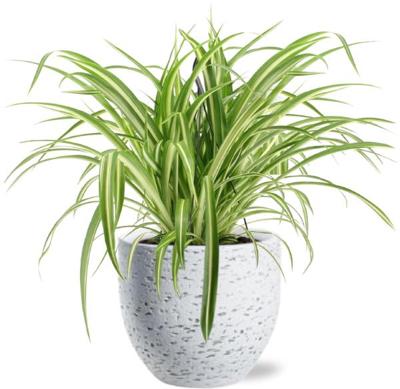 Chlorophytum Comosum Variegatum - Ø17cm - ↕30cm + Tim Pot D18x16cm - Wit