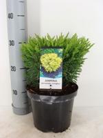 Juniperus hor. Limeglow - Warentuin natuurlijk Juniperus hor. Limeglow - Warentuin natuurlijk