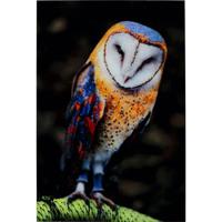 Kare Wandfoto Glass Owl 120x80