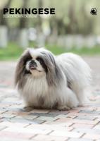 Pekingees A3 Kalender 2026