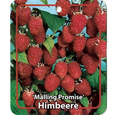 Rubus Idaeus Malling Promise - Oosterik home