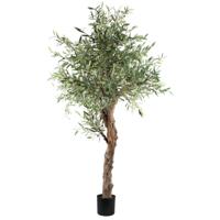 Groene Olijfboom In Pot 210cm