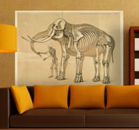 Sticker skelet man olifant Sticker skelet man olifant