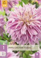 Dahlia labyrinth twotone