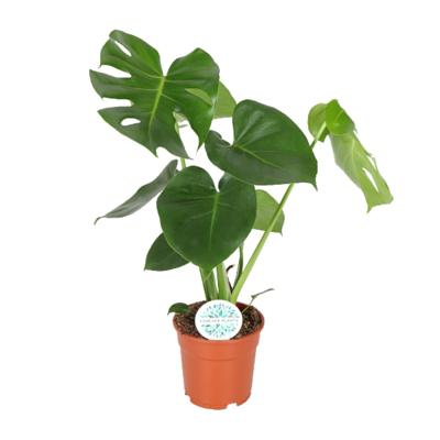 Monstera Deliciosa - Ø17cm - ↕55cm