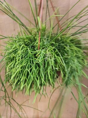 Rhipsalis Cassutha Hangplant - Warentuin natuurlijk