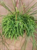 Rhipsalis Cassutha Hangplant - Warentuin natuurlijk