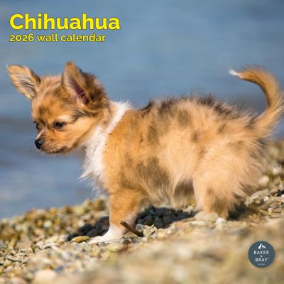 Chihuahua Kalender 2026