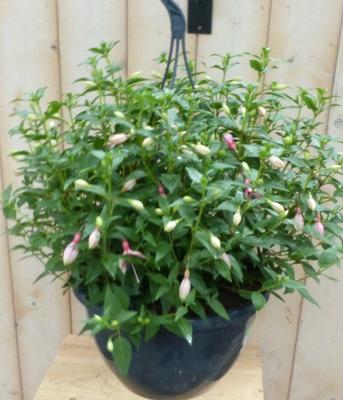 Hangplant Fuchsia in hangpot licht-roze tinten Warentuin Natuurlijk - Warentuin natuurlijk