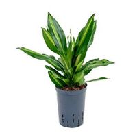 Dracaena cintho petrolina hydrocultuur plant - thumbnail