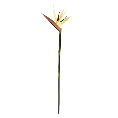 Strelitzia tak Deluxe 90cm Creme