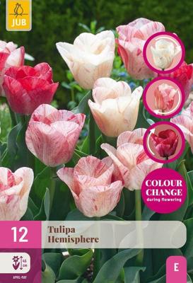 Tulp Hemisphere 12 bollen colour change