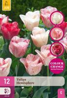 Tulp Hemisphere 12 bollen colour change
