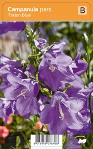 V.I.P.S. Campanula persicifolia ''Takion Blue'' - perzikbladig klokje P9