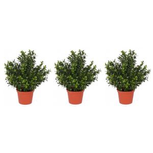 Set van 3x stuks kunstplanten buxus plant in pot 31 cm