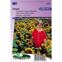 Helianthus Annuus zaden Sunspot zonnebloem - thumbnail