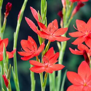 Moerings Schizostylis coccinea - Rode kafferlelie