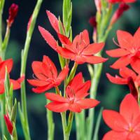 Moerings Schizostylis coccinea - Rode kafferlelie Moerings Schizostylis coccinea - Rode kafferlelie