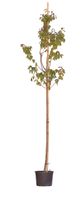 Japanse sierkers Sargentti Prunus sargentii h 250 cm st. omtrek 8 cm - Warentuin Natuurlijk - thumbnail