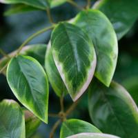 Hoya Carnosa Kunst Guirlande 180cm bont