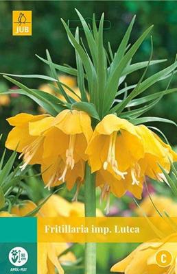 Fritillaria imp. Lutea 1 bollen - Jub