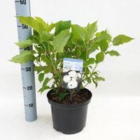 Hydrangea Arborescens "Annabelle" sneeuwbalhortensia - 40-50 cm - 1 stuks