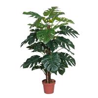Monstera 135 cm - Buitengewoon de boet