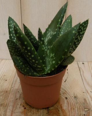 2 stuks! Kamerplant Jurassic Dino Aloe Paradisicum - Warentuin natuurlijk