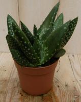 2 stuks! Kamerplant Jurassic Dino Aloe Paradisicum - Warentuin natuurlijk