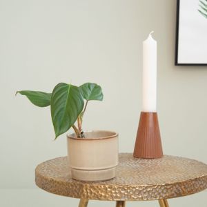 Philodendron Ornatum - P9