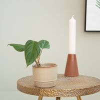 Philodendron Ornatum - P9