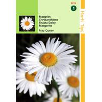 2 stuks Chrysanthemum Vernale Leuc.May Queen - thumbnail