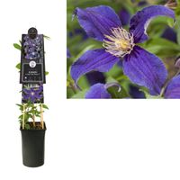 Klimplant Clematis So Many Blue Flowers PBR 75 cm - Van der Starre - thumbnail