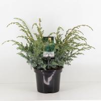 Juniperus chinensis blue alps 55 cm - Warentuin natuurlijk